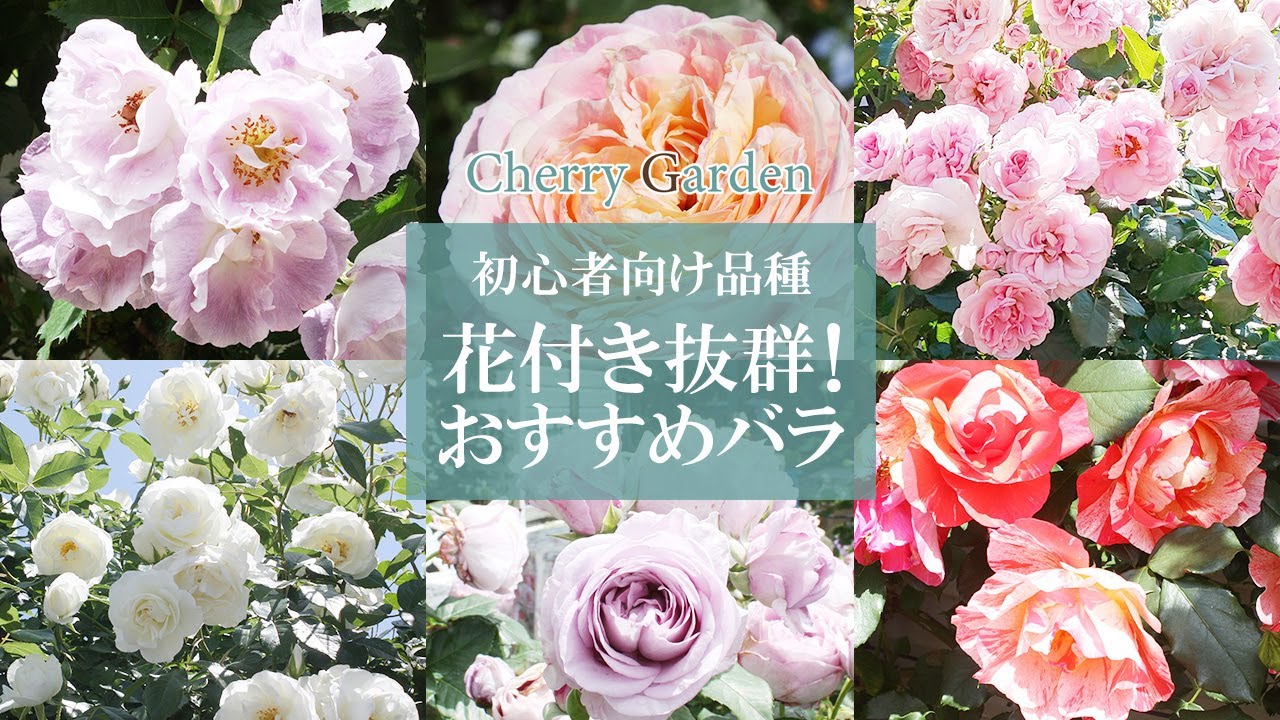 【おすすめバラ】花付き抜群！丈夫で育てやすく美しい木立バラとシュラブローズをご紹介