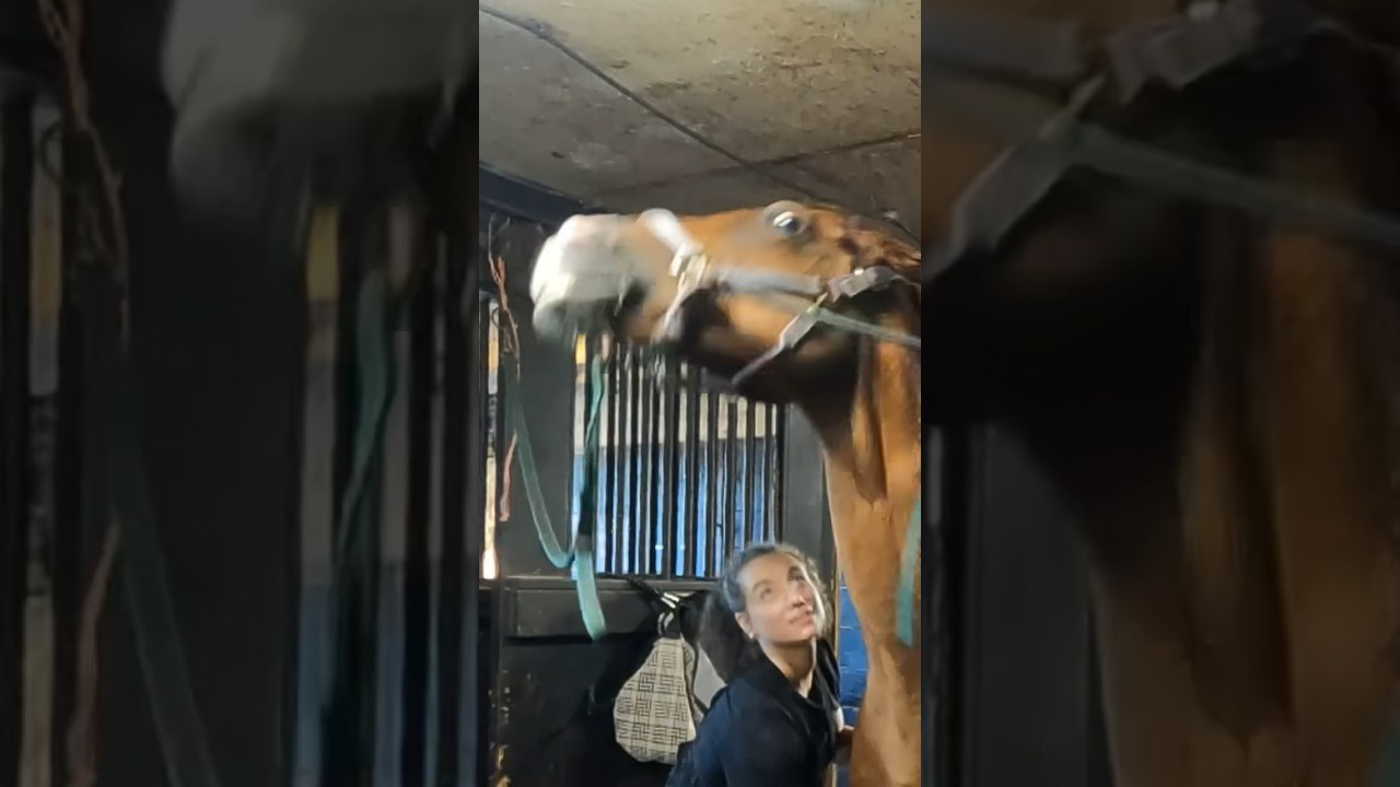 Spicy Chestnut Mare! 😂 🌶️ #shorts  #mare