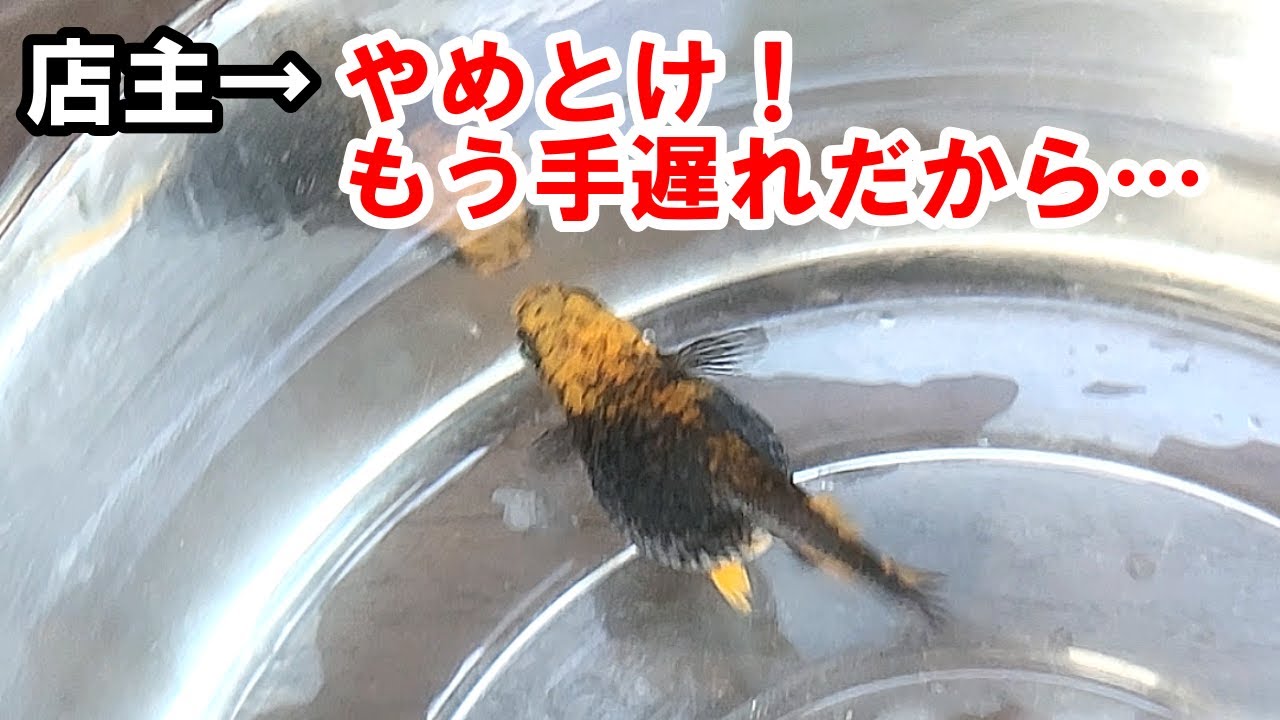【余命１週間】もう助からないと言われたメダカを引き取った結果&hellip;