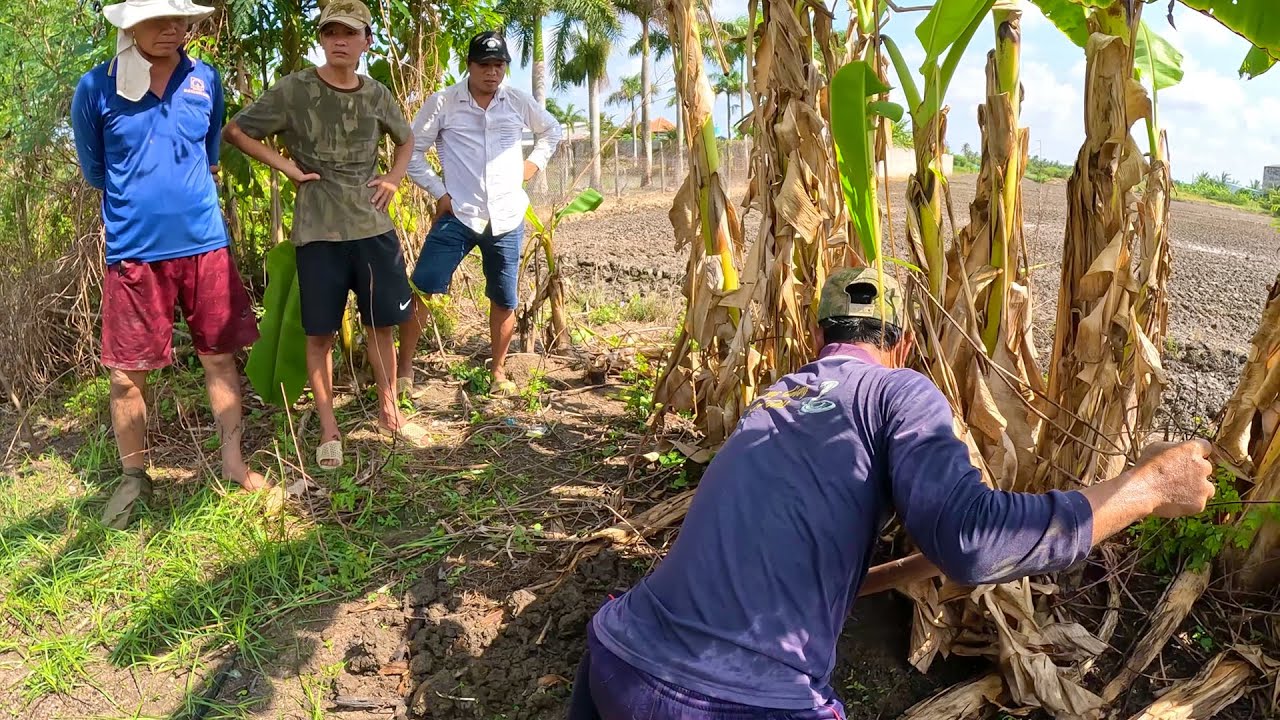Đi tìm con rắn chồm cao lên đến lồng nuôi chim khiến anh chủ nhà hoảng sợ | TGSB #609
