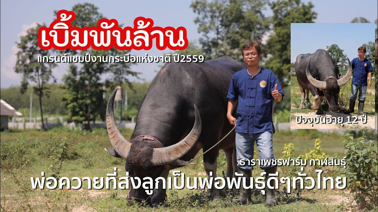✅ เบิ้มพันล้าน พ่อพันธุ์ที่ส่งลูกเป็นควายดังมากมาย ทั้งผู้และเมีย [ธาราเพชรฟาร์ม จ.กาฬสินธุ์]