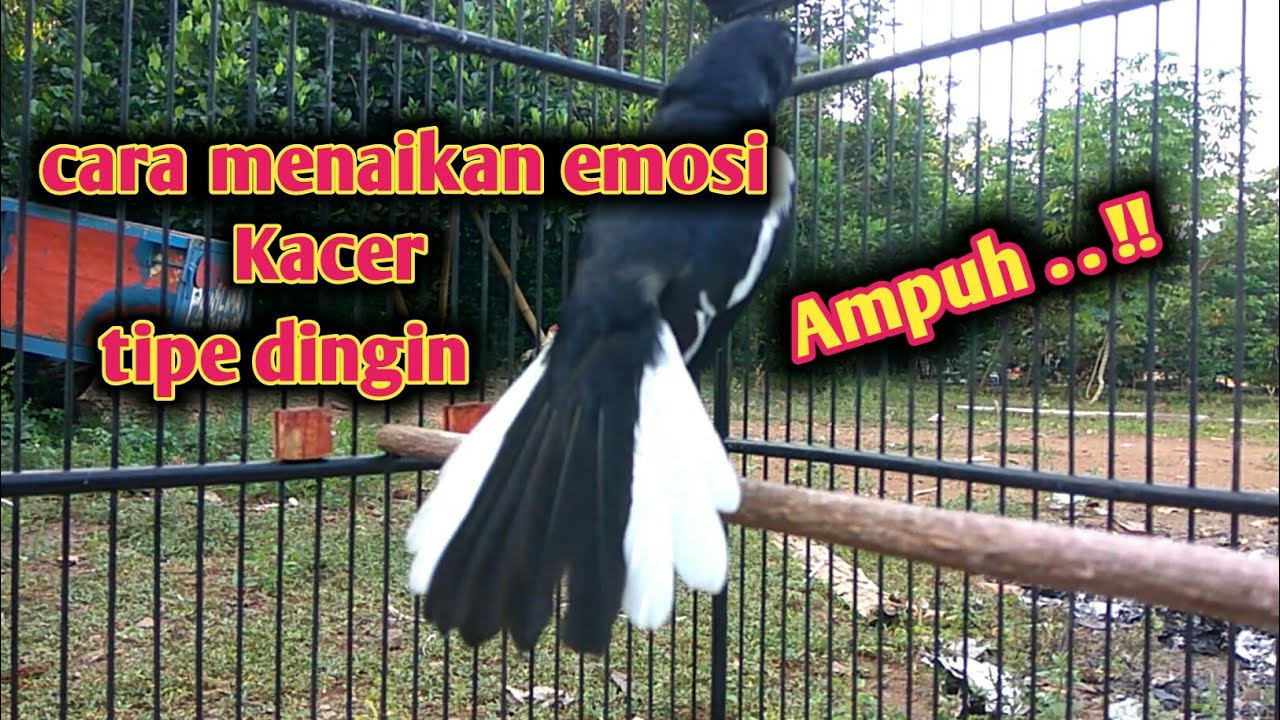 🔴 CARA MENAIKAN EMOSI KACER TIPE DINGIN❗dijamin Kacer anda makin emosi dan ngotot