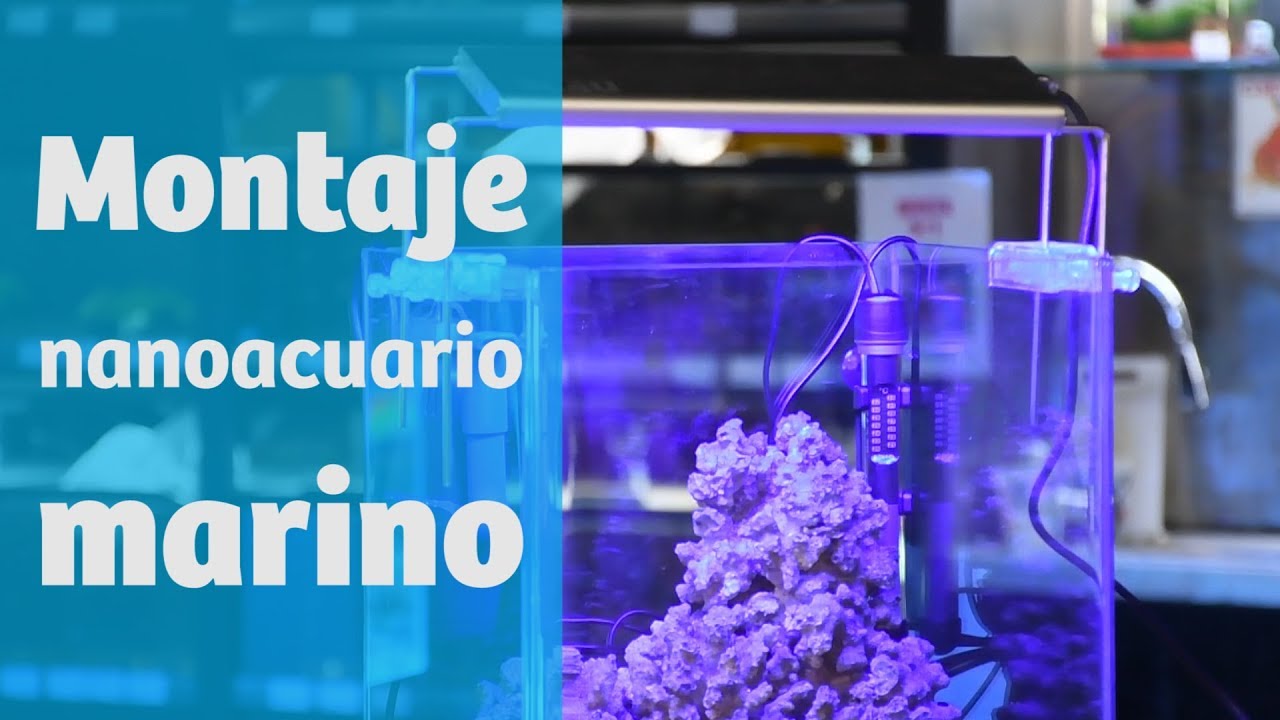 Montaje · Acuario marino de 30 litros 🌊