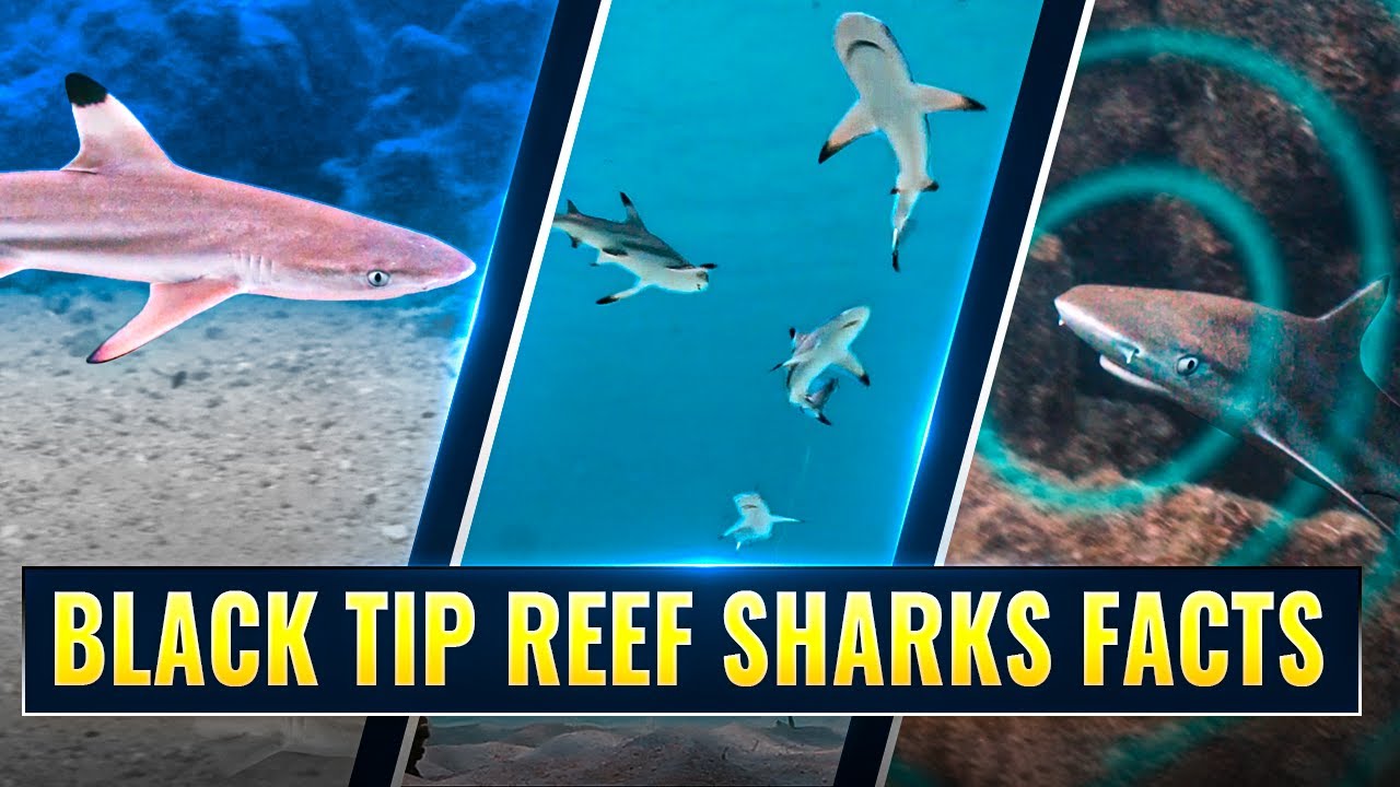 Black Tip Reef Sharks Facts: Explore the Diverse Marine Life on Koh Tao Island in Thailand 🦈 🇹🇭