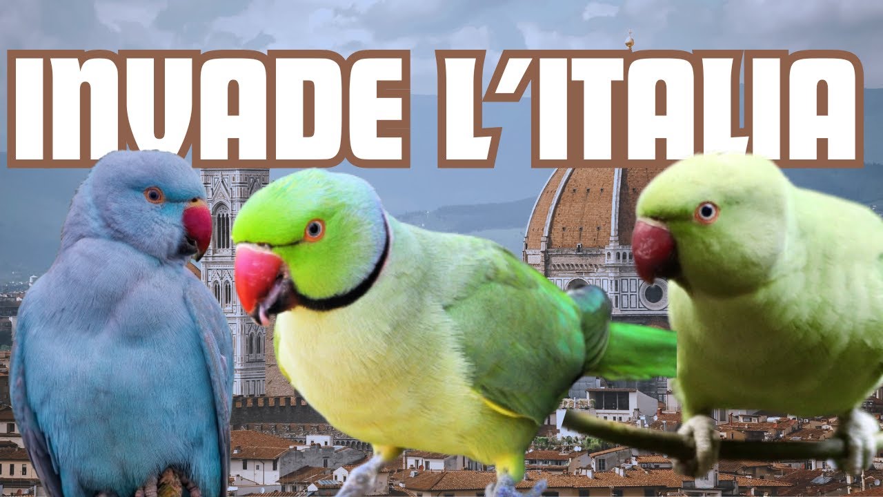 Il PAPPAGALLO che INVADE l'EUROPA - Parrocchetto dal Collare