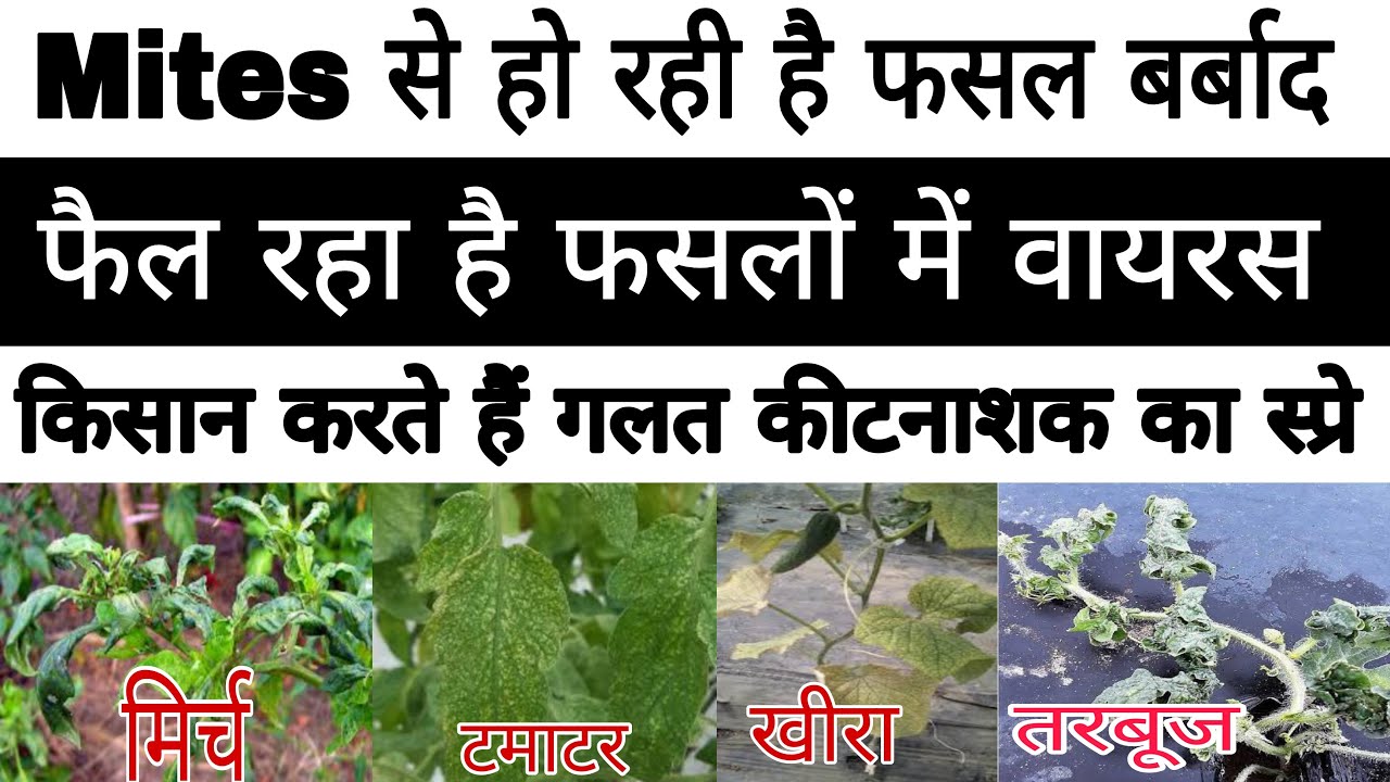 Mites के लिए सबसे कारगर दवाई । mite control on all crops| #mites #drpunitshishodia