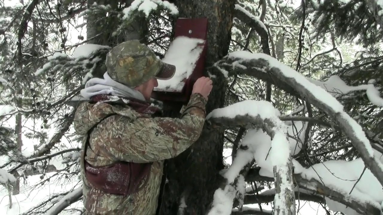 Wyoming Marten Trapping