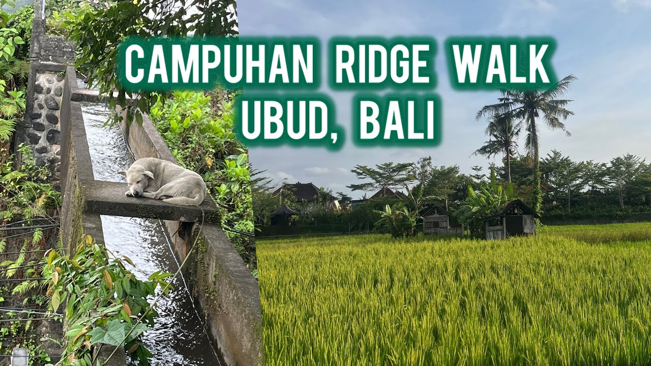 Campuhan Ridge Walk, Ubud, Bali - Рисовые поля Убуда