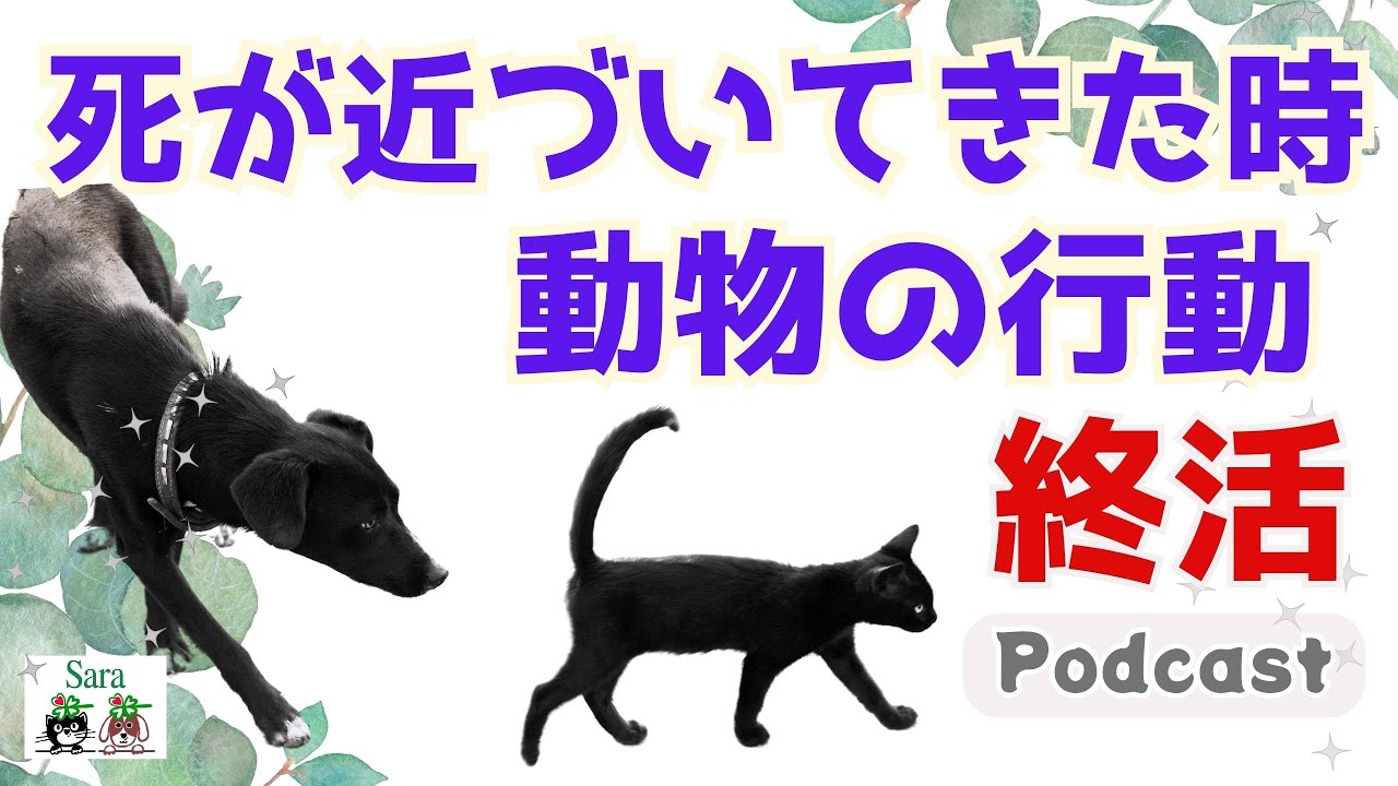 【犬猫の終活】死が近づいてきたときに見られる動物の行動３つ