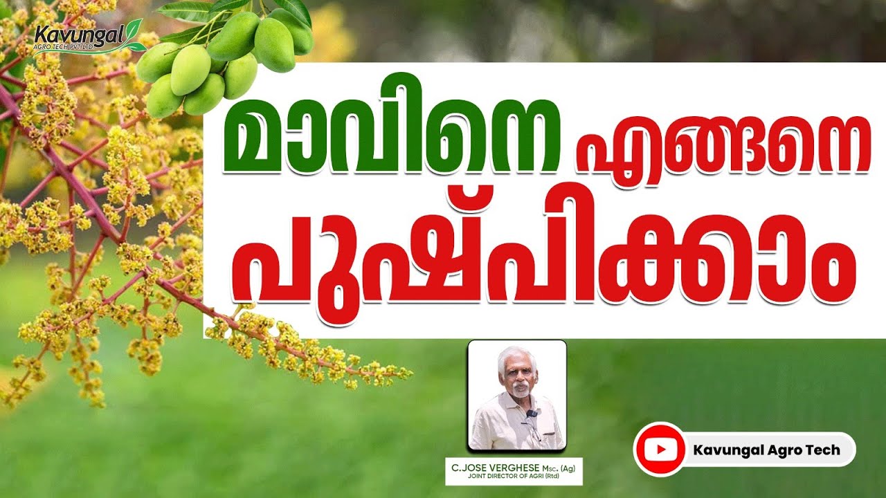 ഏത് പൂക്കാത്ത മാവും ഇനി പൂക്കും..(For blooming mango trees)