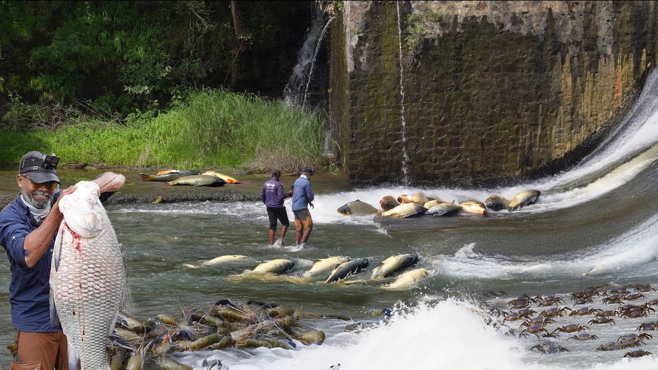 अ ब ब...धरणातून पडले भीम काय मासे 😲😲आणि मोठे मोठे झिंगे, humungous fish fell from the dam😲😲 