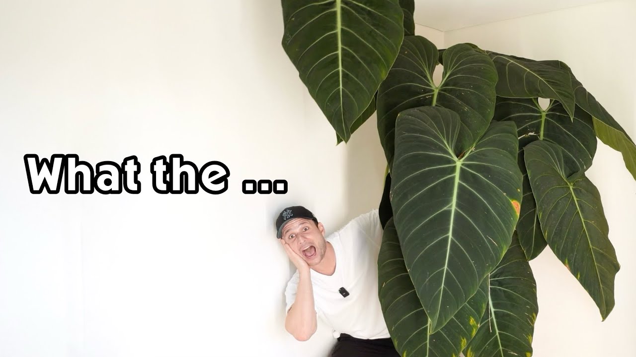 CUTTING MY BIGGEST HOUSEPLANT IN HALF - my Philodendron 'Glorious' has grown too large for my house