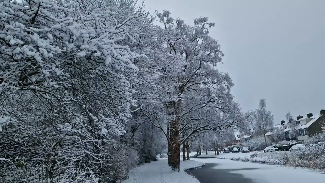 A Rare Snowy Morning in the Netherlands ❄️ | Walking through White Silence