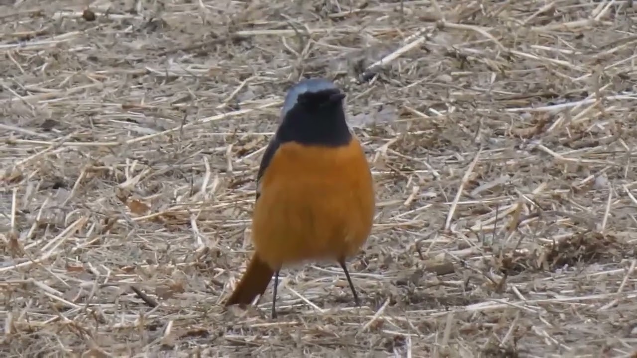 野鳥・ジョウビタキ♀♂　　今年また石垣に来し尉鶲