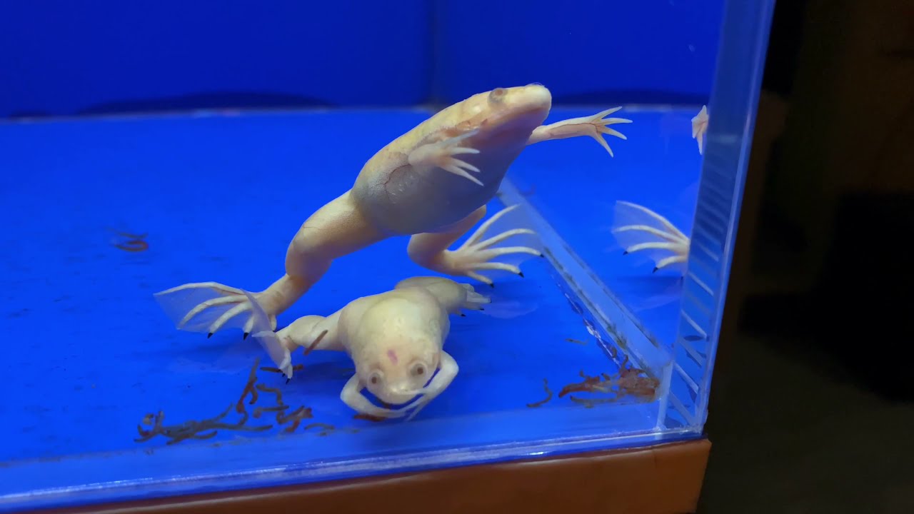 African clawed frog (albino) feeding!