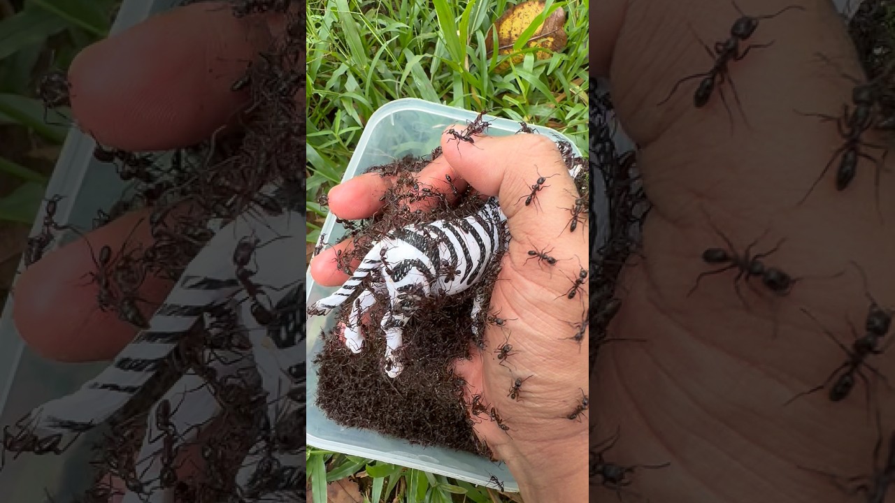 Critical Rescue Mission! Zebra 🦓Vs 🐜Bullet Ants #shorts