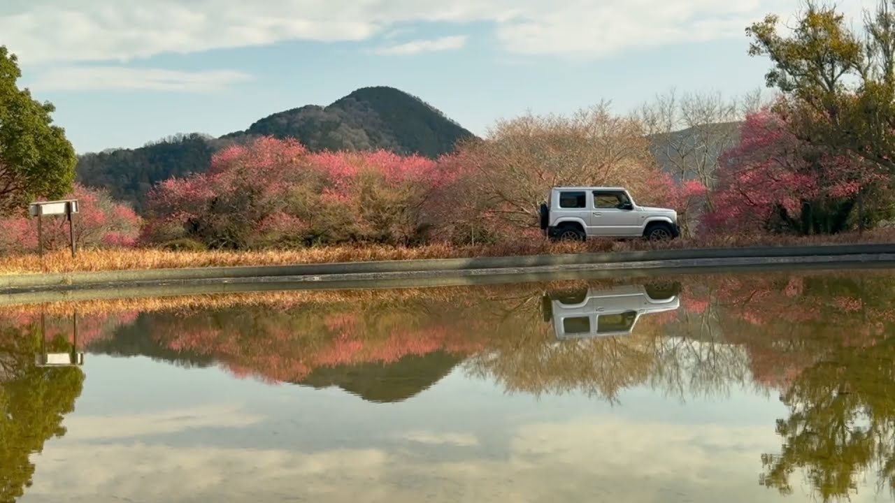 2026/02/05　超超超超超撮り頃です！　大洲家族旅行村の梅園　その７　〜愛媛県大洲市〜