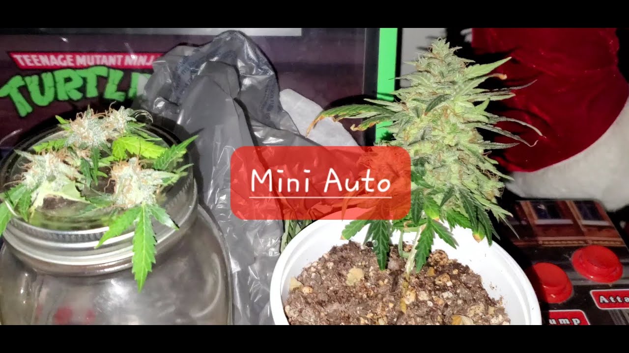 Harvested Mini Auto Plant 🪴, Tea Cup Grow 🍵 ( Nukeheads Auto ) Tv420 📺