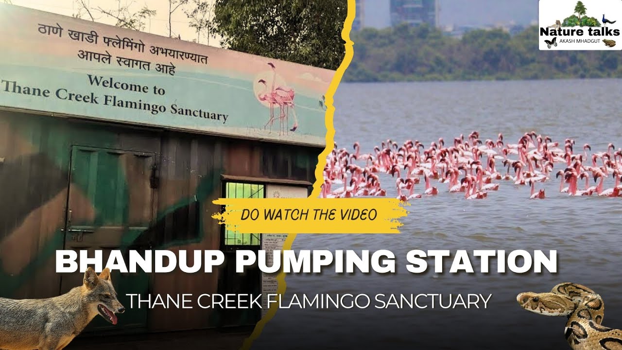 Bhandup Pumping Station | Thane Creek Flamingo Sanctuary | BPS