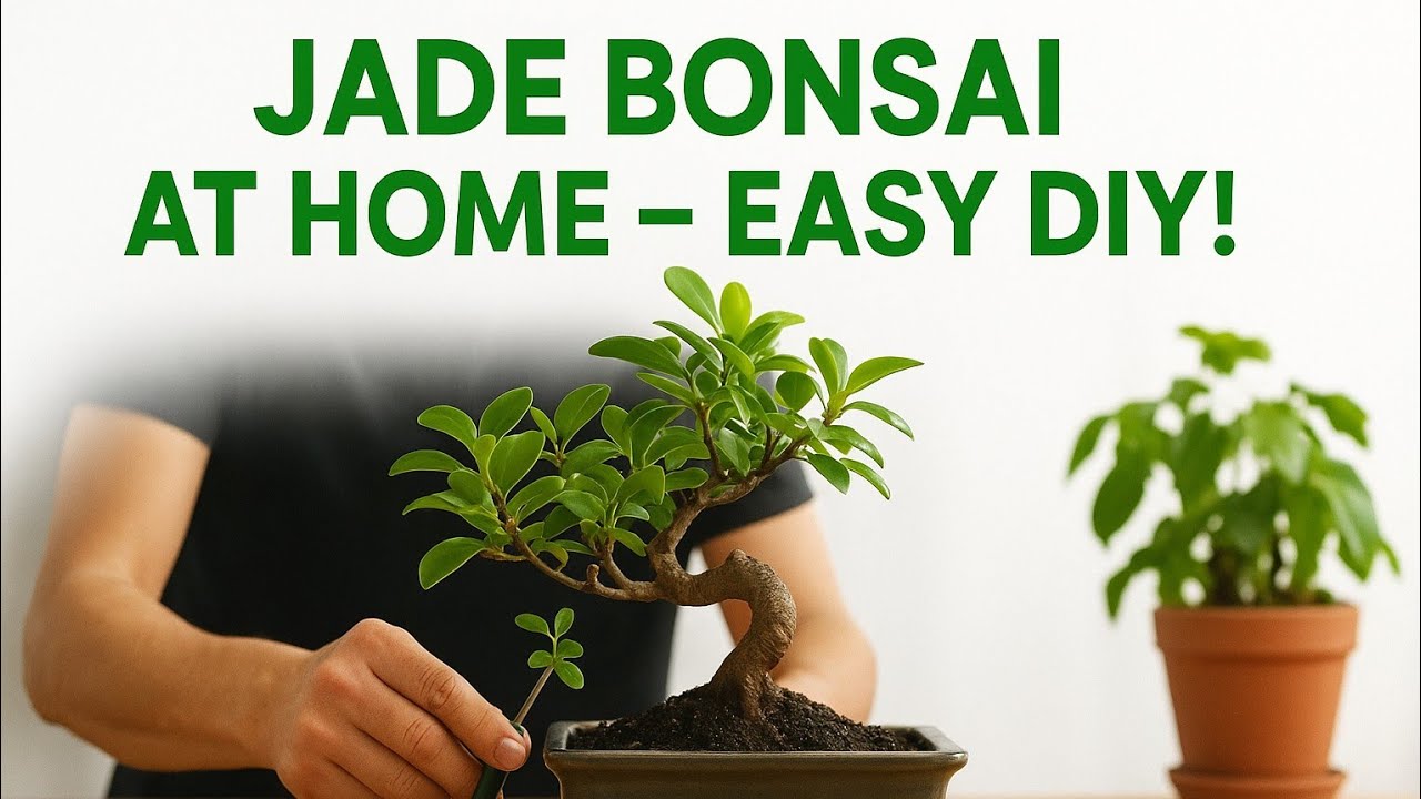 DIY Beautiful Jade Bonsai Plant - EASY CRAFTS #bonsai 