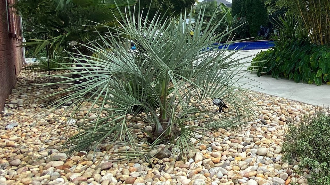 Blue Butia capitata (Pindo Palm / Jelly Palm) spring reveal zone 7A.