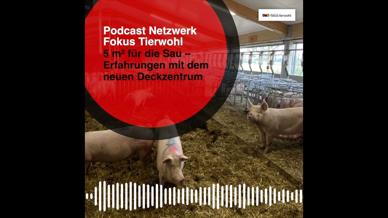 5 m² für die Sau – Erfahrungen mit dem neuen Deckzentrum