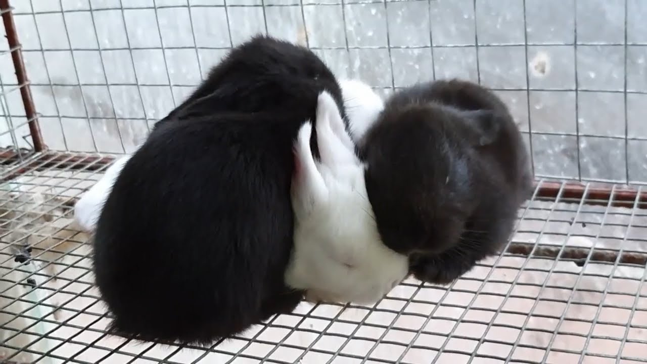 TDM: Smart Strategy in Rabbits as a Business