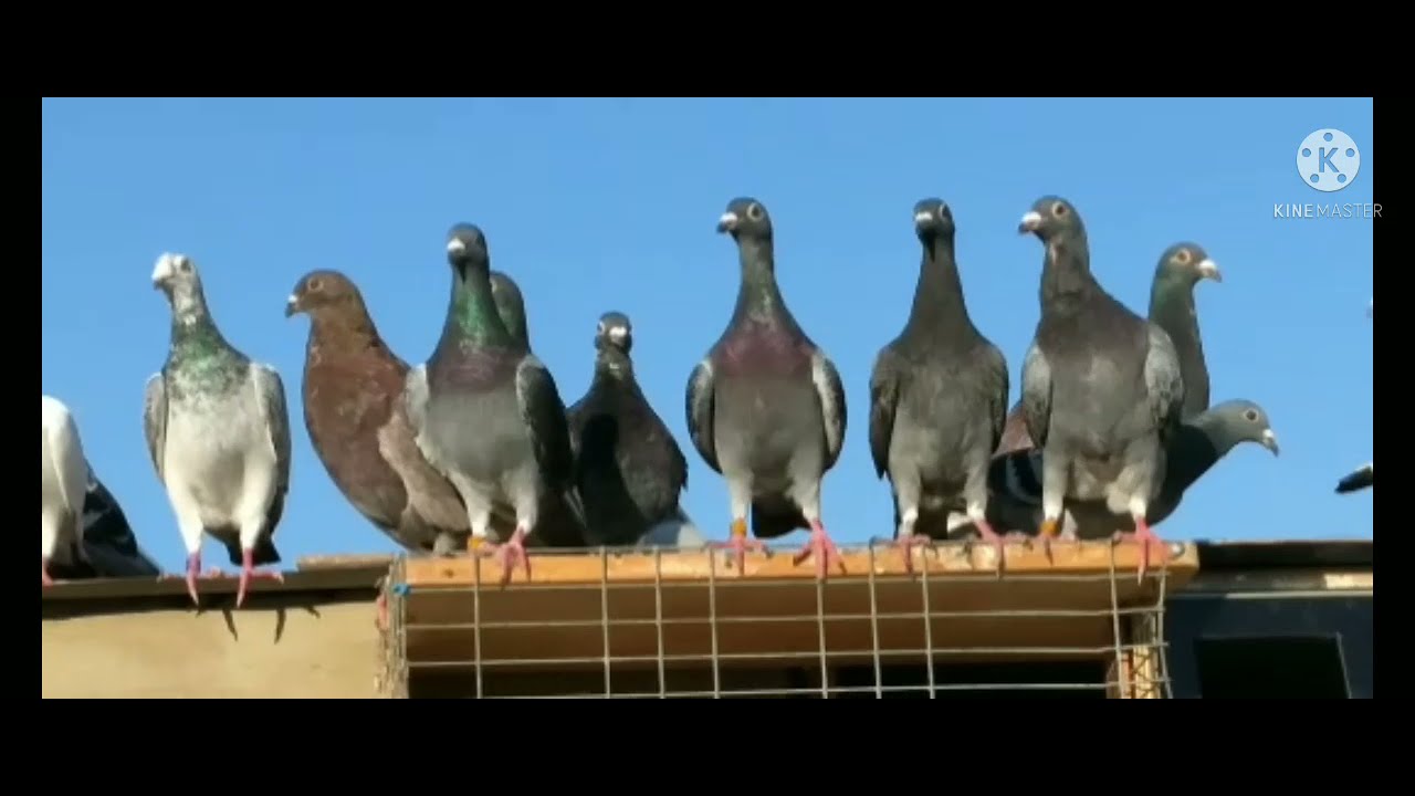 🤳حمام السباق ممتاز تولعة راحة نفسية👍