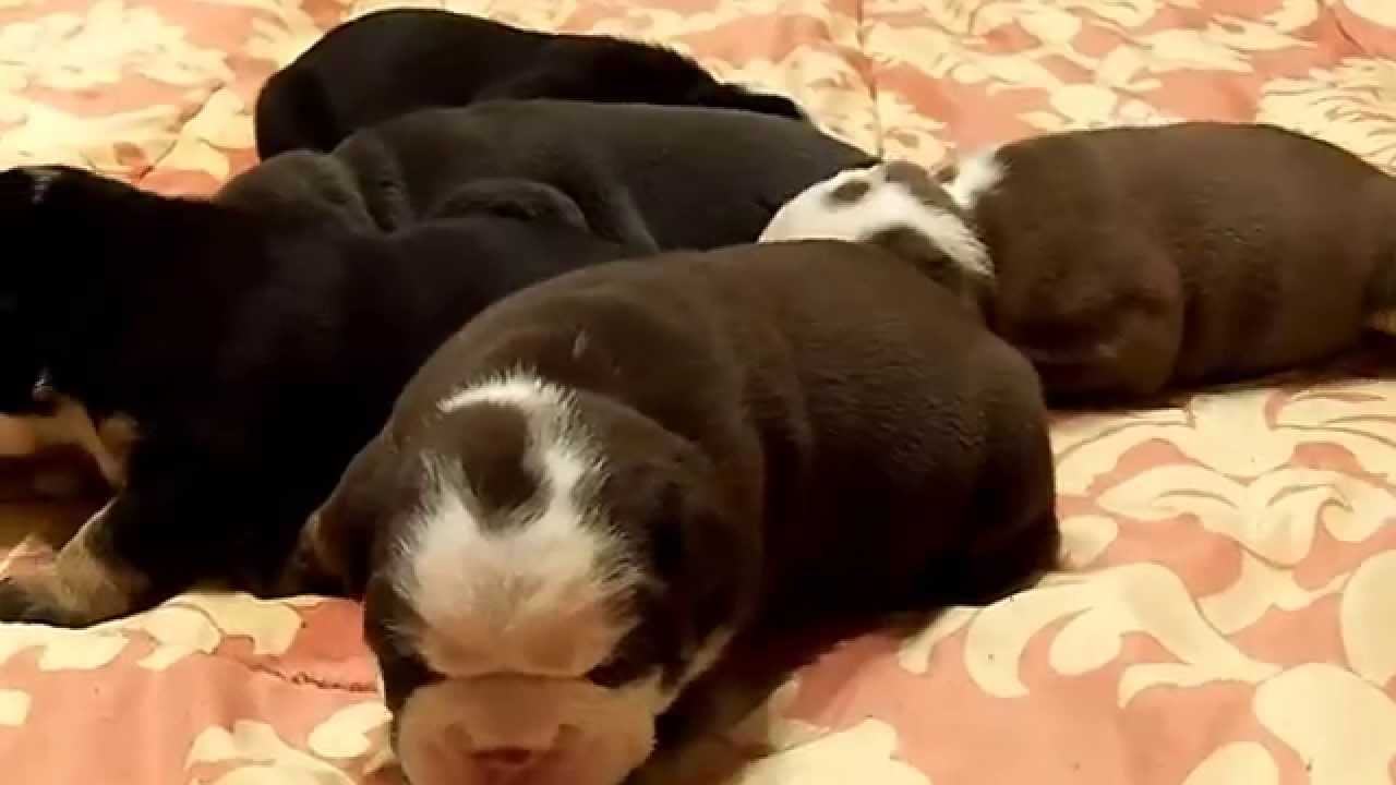 Rare Color Akc English Bulldogs - ShowStoppinRareBulldogz.com*GoBigOrGoHome*