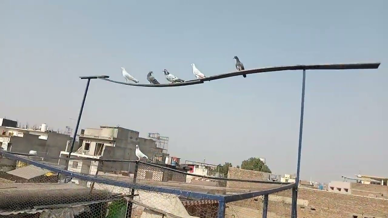 Aj to dono btery bcho na Kamal kr dya ..it's shakir Khan pigeon 