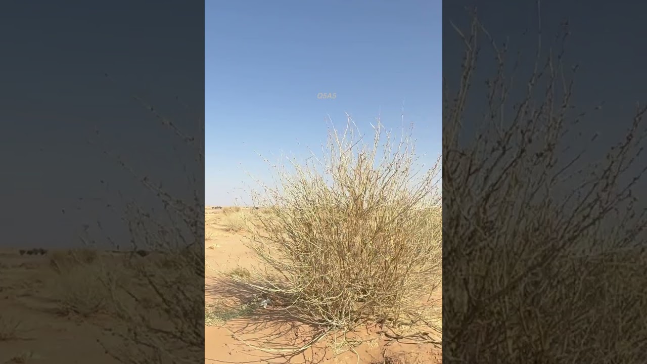 أحمد يقول اســــم الرجاجيل واحد ..#أحمد بن عطيه الغامدي... رحمه الله