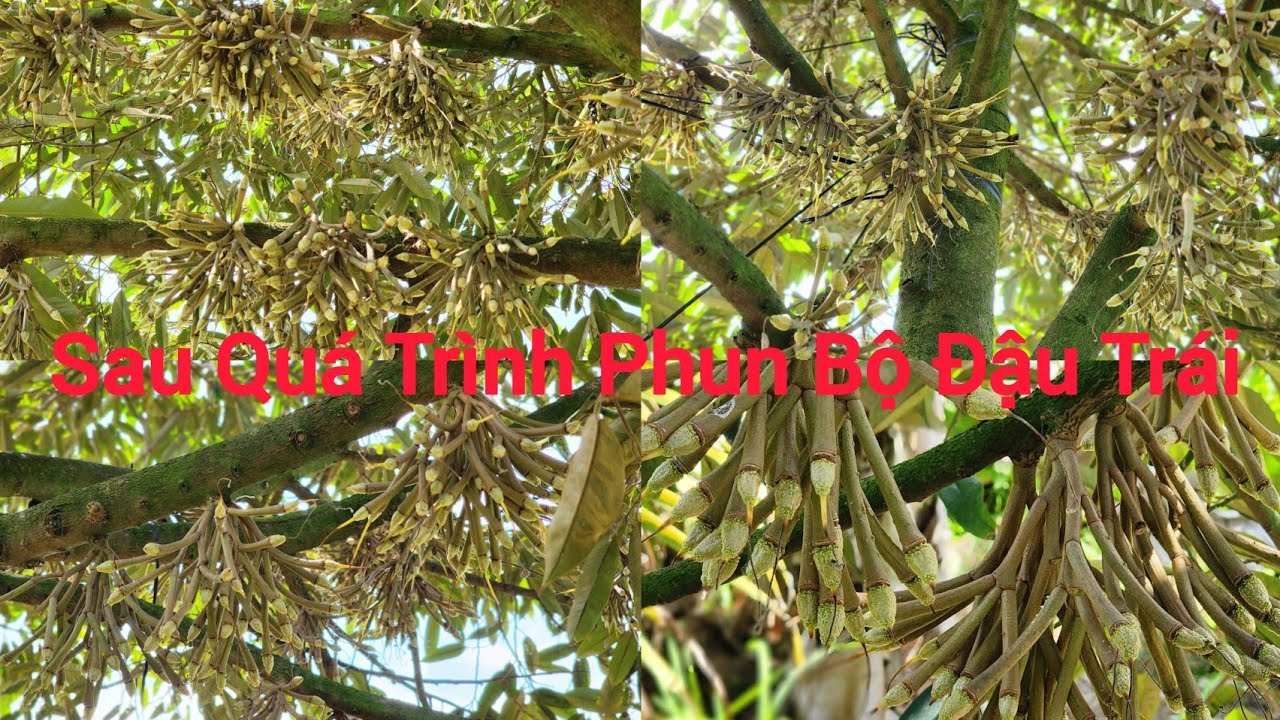 Sau Quá Trình Phun Bộ Đậu Trái và Chạy Trái Cho Vườn Sầu Riêng Thái