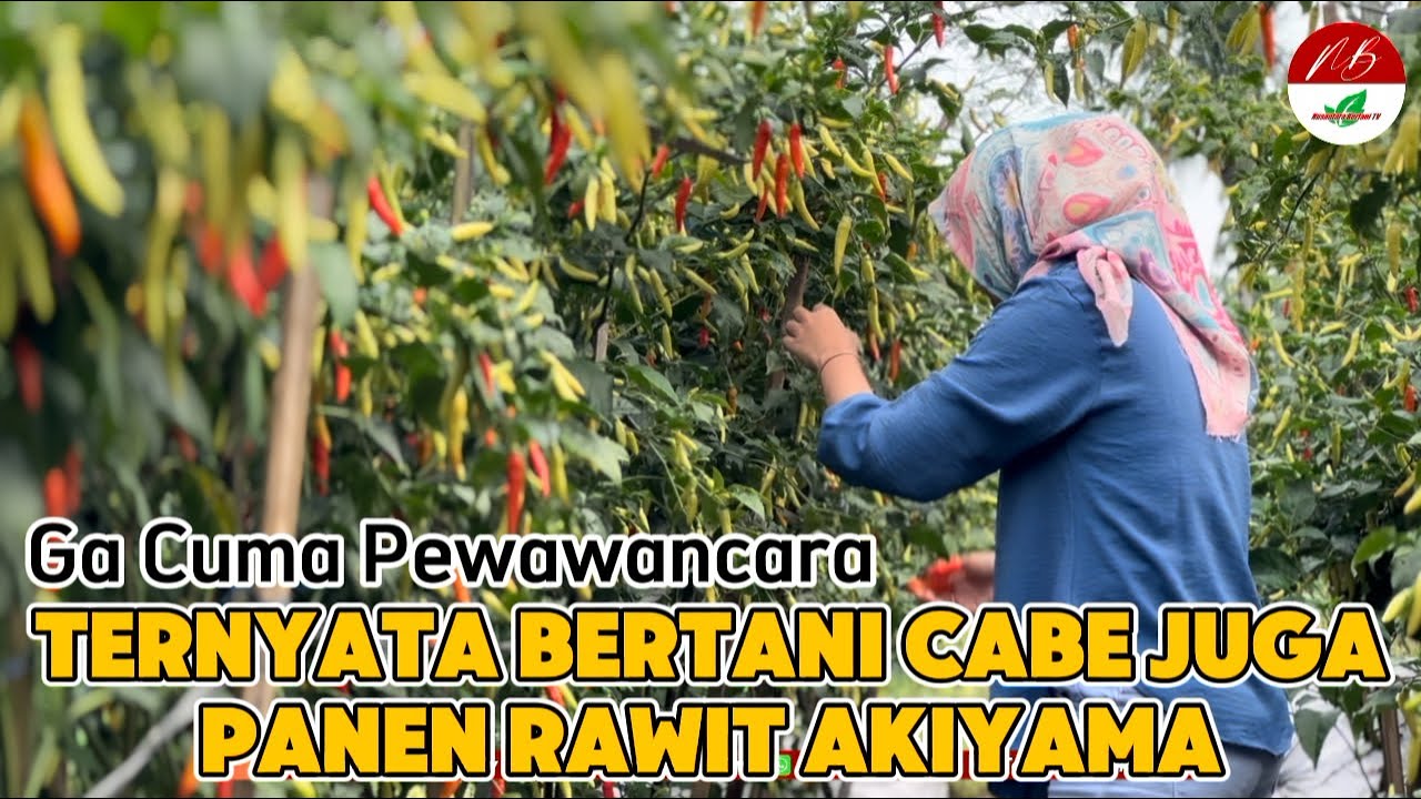 Panen Cabe Rawit Akiyama Tahan Bule dan Buah Super Lebat | Pupuk Dari Awal Tanam Hingga Panen