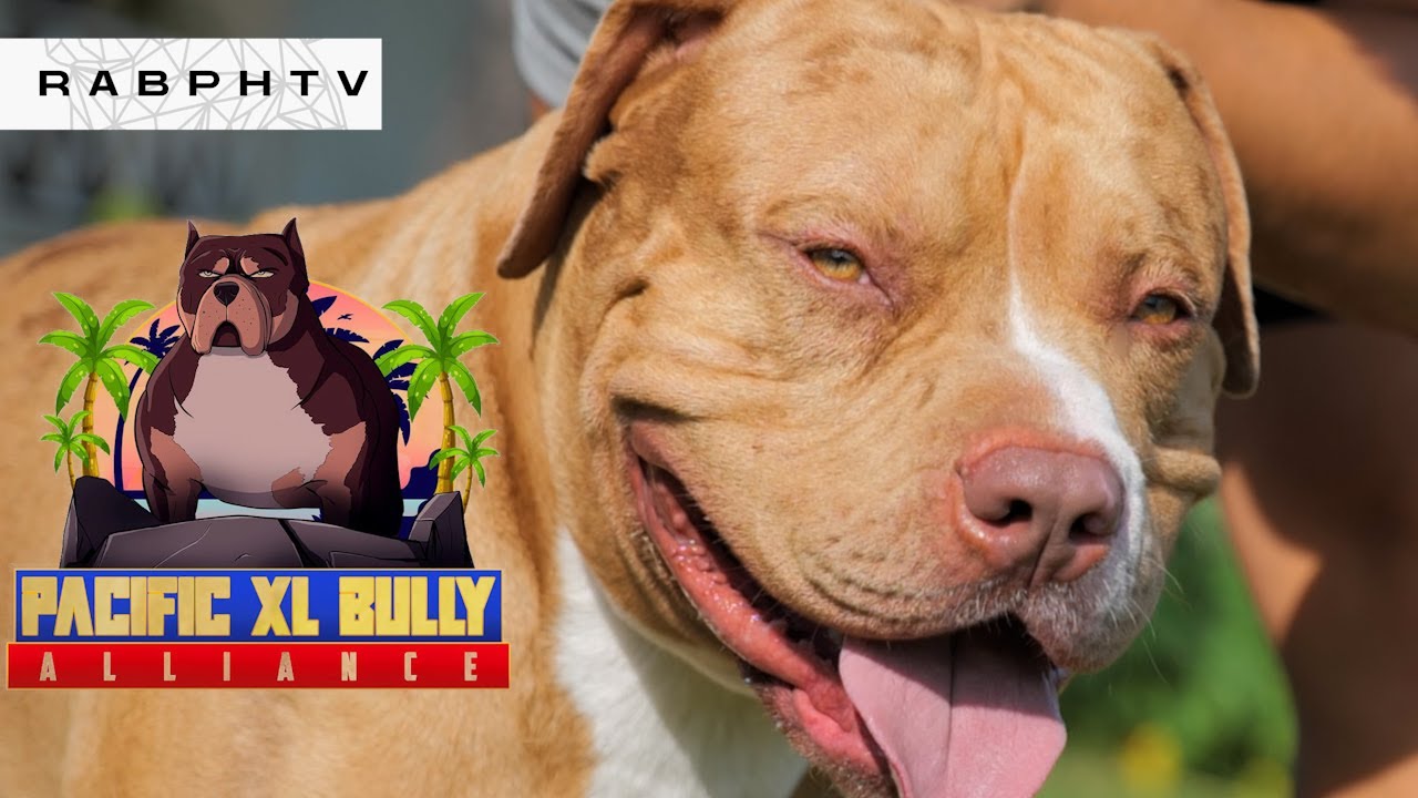 American Bully | Highland Bully Kennel by Pacific XL Bully Alliance