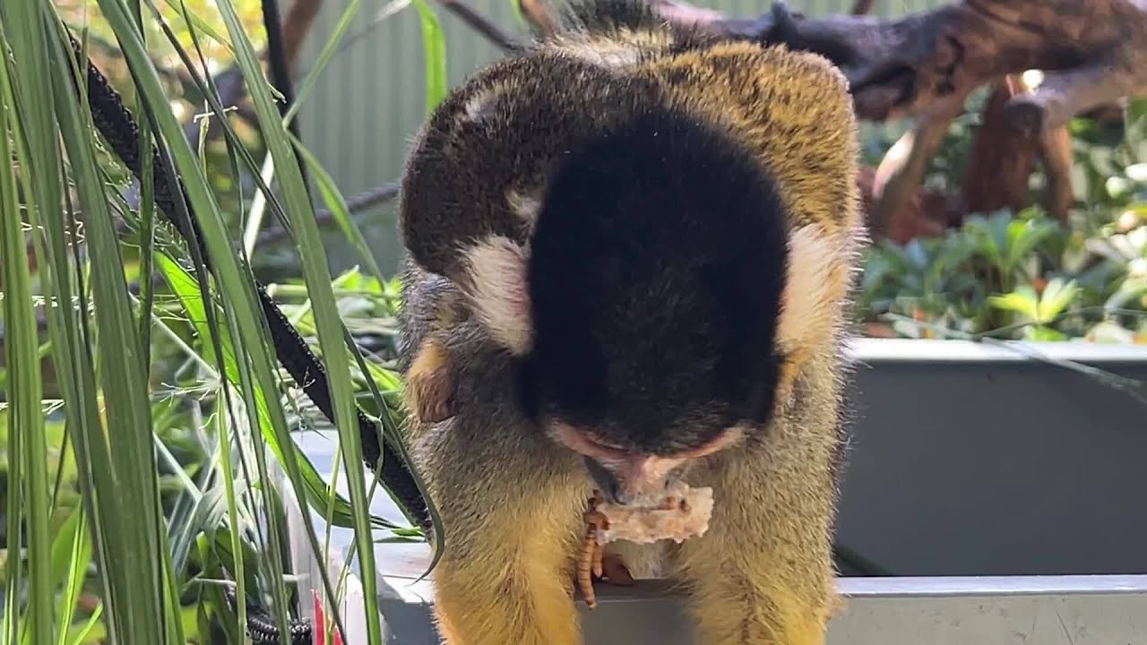 'Baby Boom': Perth Zoo Welcomes Births of Spider Monkeys and Tree Kangaroo