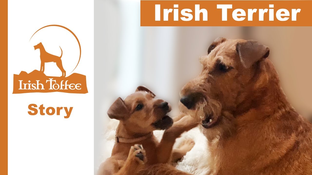 Irish Terrier. Letzte Lektionen von Betty X.