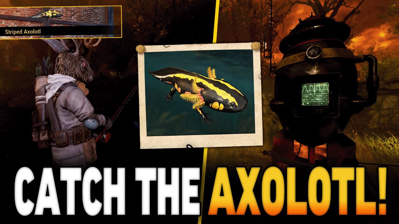 Поймайте редкого августовского аксолотля! | Руководство по аксолотлям Fallout 76