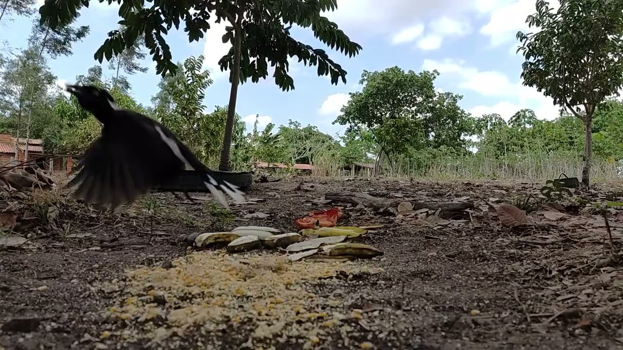 Vamos ver os pássaros se alimentando...Em Marco CE..