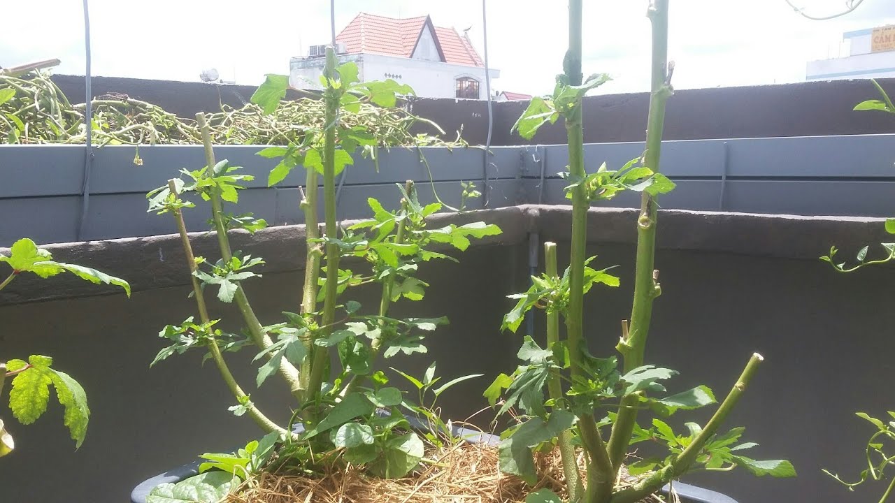 Đậu Bắp chặt bỏ nữa thân cây tiếp tục ra trái nữa hái mỏi tay lun 27/6/2019 | Khoa Hien 202