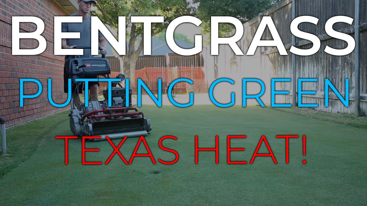 Bentgrass Putting Green Heat Stress & Fertilizer