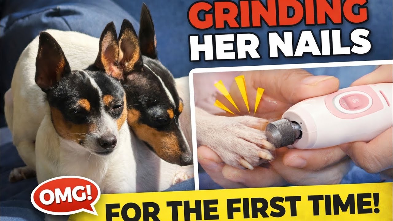 Her First Time... with the nail grinder #nailcare #pedicure 