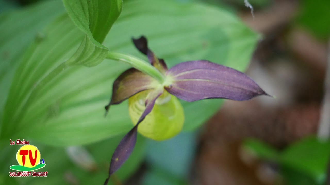 Les Orchidées de DOULAINCOURT SAUCOURT Les Sabots de Vénus