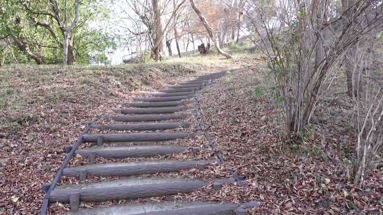 老骨の散策（八王子市・日野市）　長沼公園～平山城址公園～高幡不動尊～浅川沿い　2024年12月25日（水）