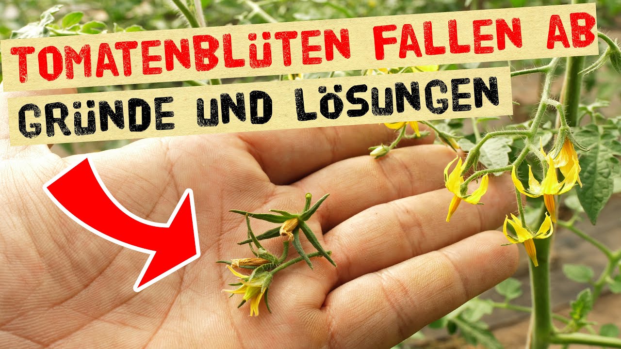 Was tun wenn Tomatenblüten abfallen? So sorgst du für bessere Bestäubung, mehr eigene Tomaten ernten