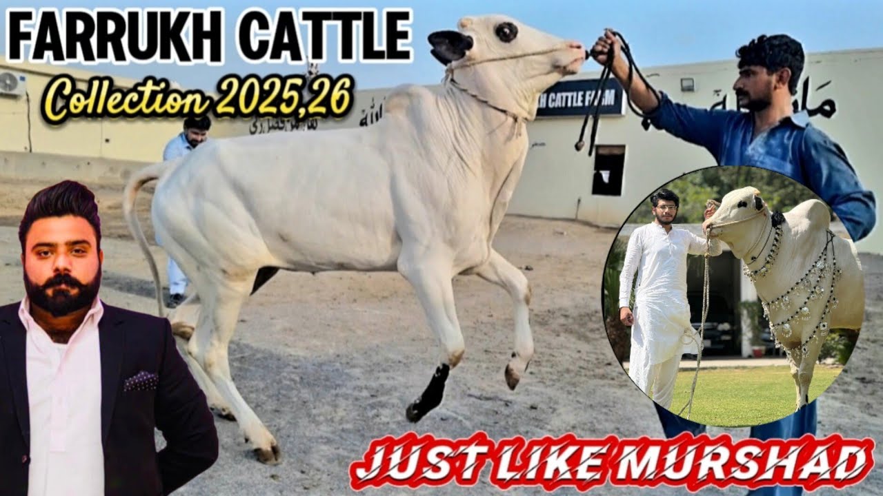 Farrukh Cattle Farm - 1 Crore 10 Lakh Wala Bull - Most Biggest Collection 2025 - Fateh Jang Bulls