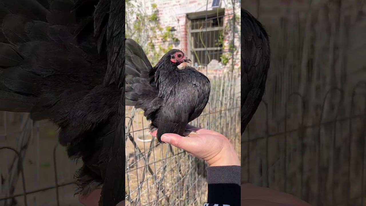pet chicken