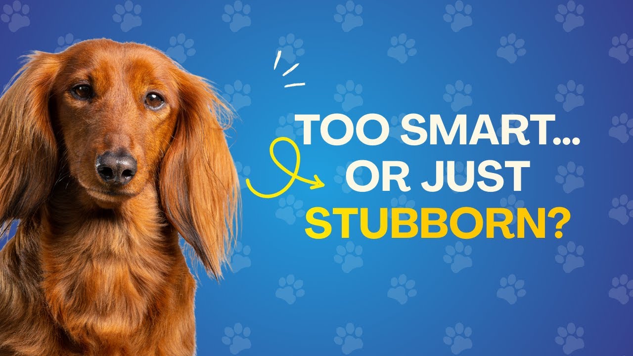 Are Dachshunds Smarter Than Other Dogs? (The Truth)