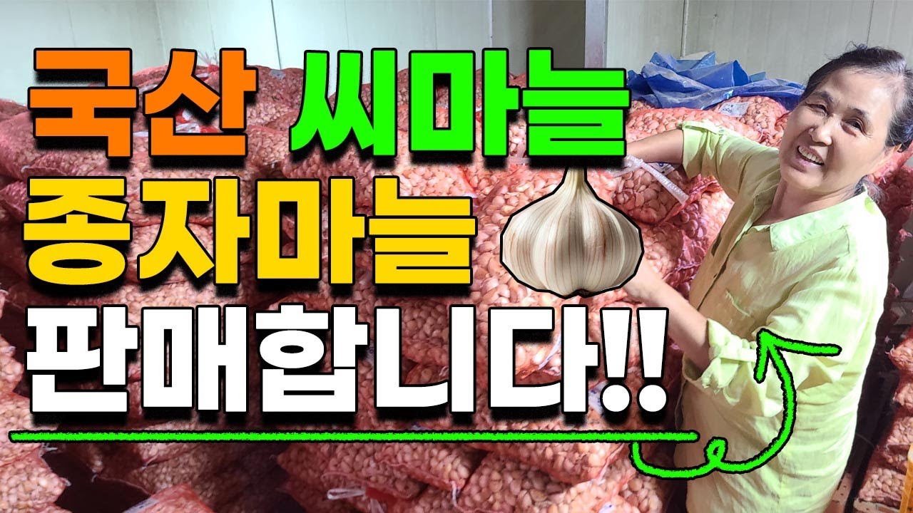 국산 씨마늘 종자마늘 저렴하게 판매합니다 육쪽마늘 대서마늘 홍산마늘 서산마늘 단양마늘