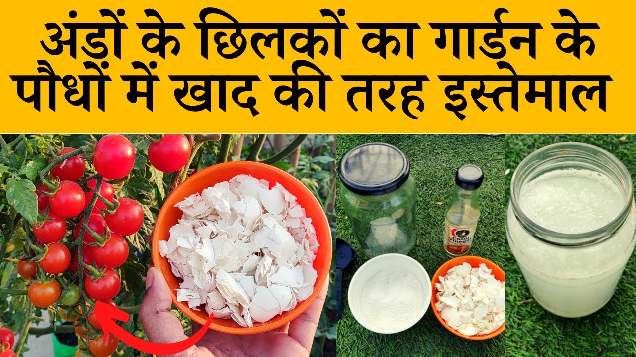 अंडे के छिलके से खाद बनाने का तरीका और इसे किन पौधों में डाला जा सकता है | Eggshell Fertilizer Hindi