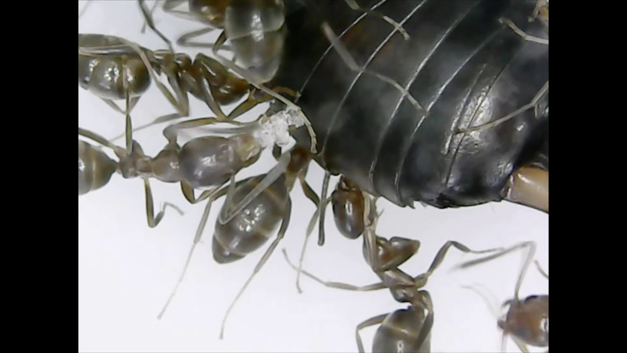 Argentine Ant Colony 7